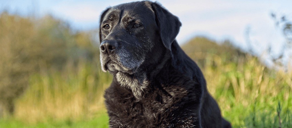 La vida saludable de los perros podría extenderse gracias a un nuevo fármaco respaldo por la FDA