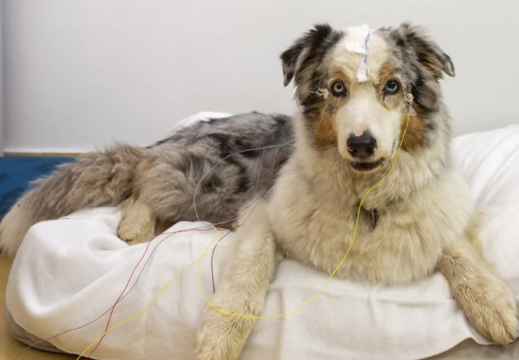 Los perros comprenden palabras y evocan imágenes mentales: así entienden los sustantivos