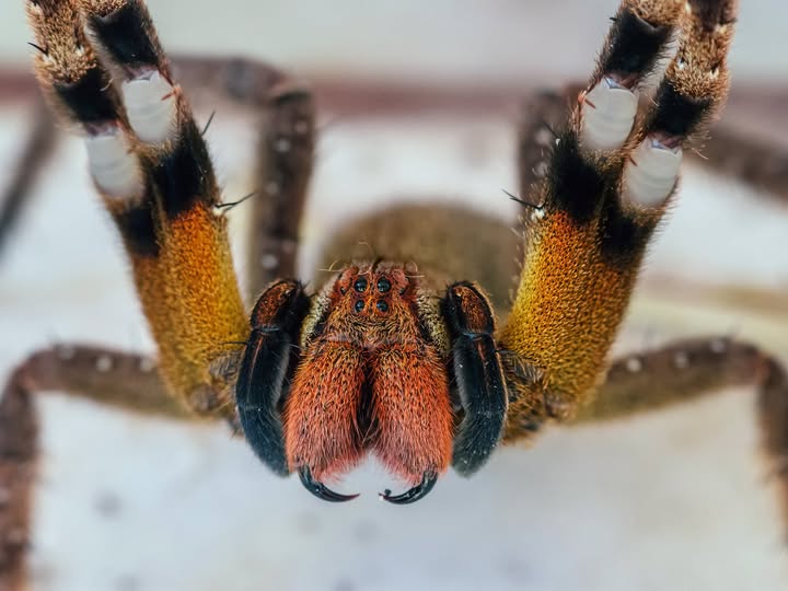 ¿Puede el veneno de una araña errante brasileña provocar una erección que dure cuatro horas?