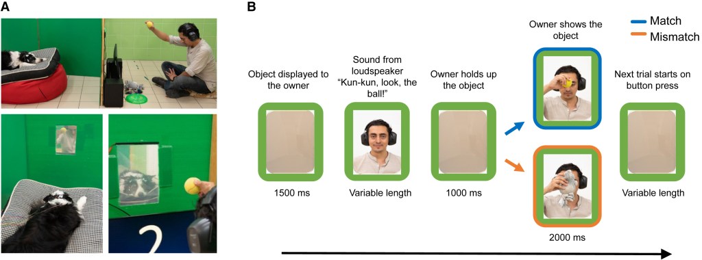 Los perros comprenden palabras y evocan imágenes mentales: así entienden los sustantivos