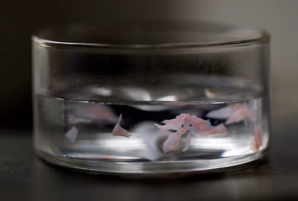 Un plástico que desaparece en el mar: el avance japonés que podría cambiar el futuro de los océanos