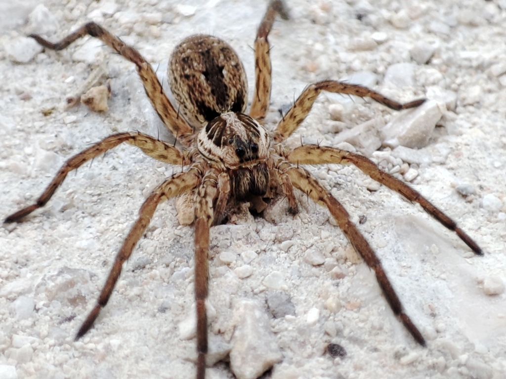 Científicos reviven arañas y las convierten en robots biohíbridos funcionales