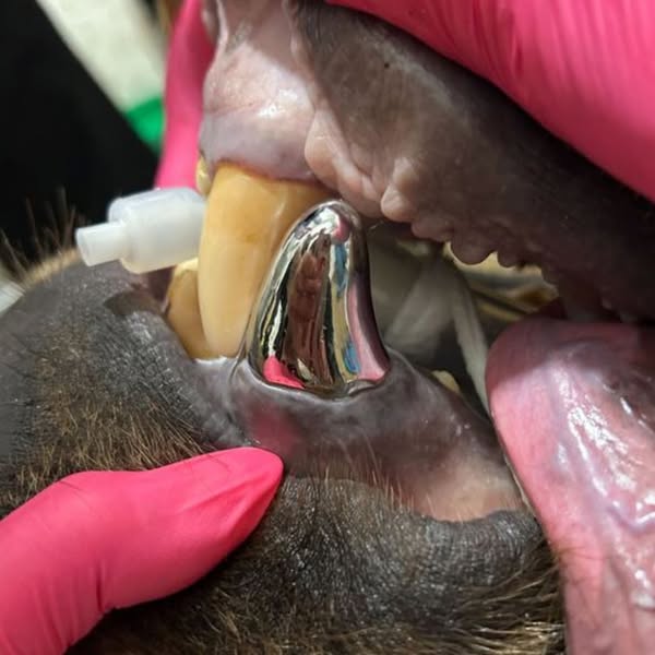 El oso con la mordida más poderosa del mundo: Tundra y su corona de metal gigante 4 Oso,metal - Oso