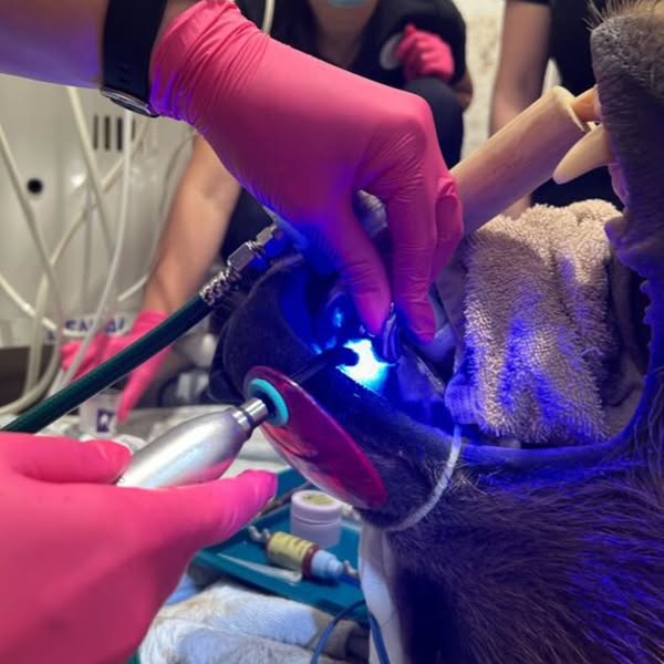 El oso con la mordida más poderosa del mundo: Tundra y su corona de metal gigante 3 Oso,metal - Oso