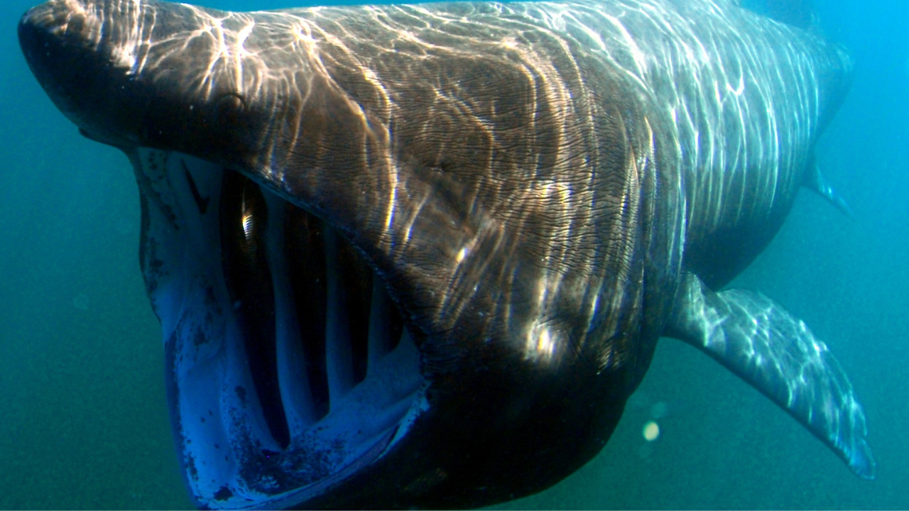 Sharks: The Unexpected Predation of a Porbeagle by a Larger Specimen