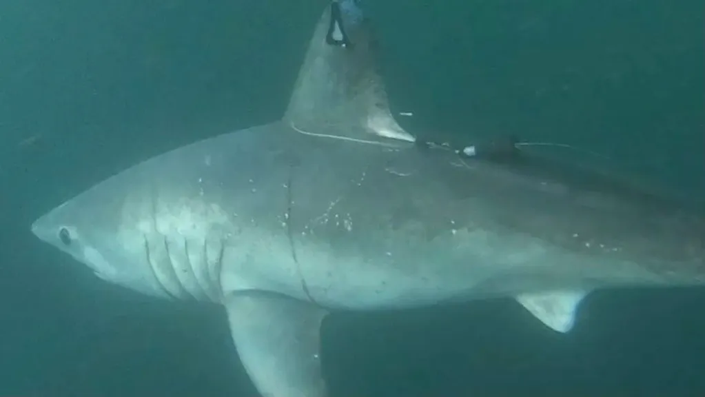 Sharks: The Unexpected Predation of a Porbeagle by a Larger Specimen