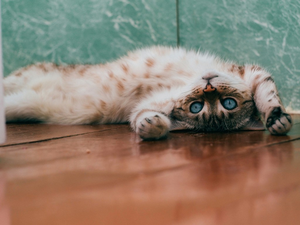 Gato - Gato