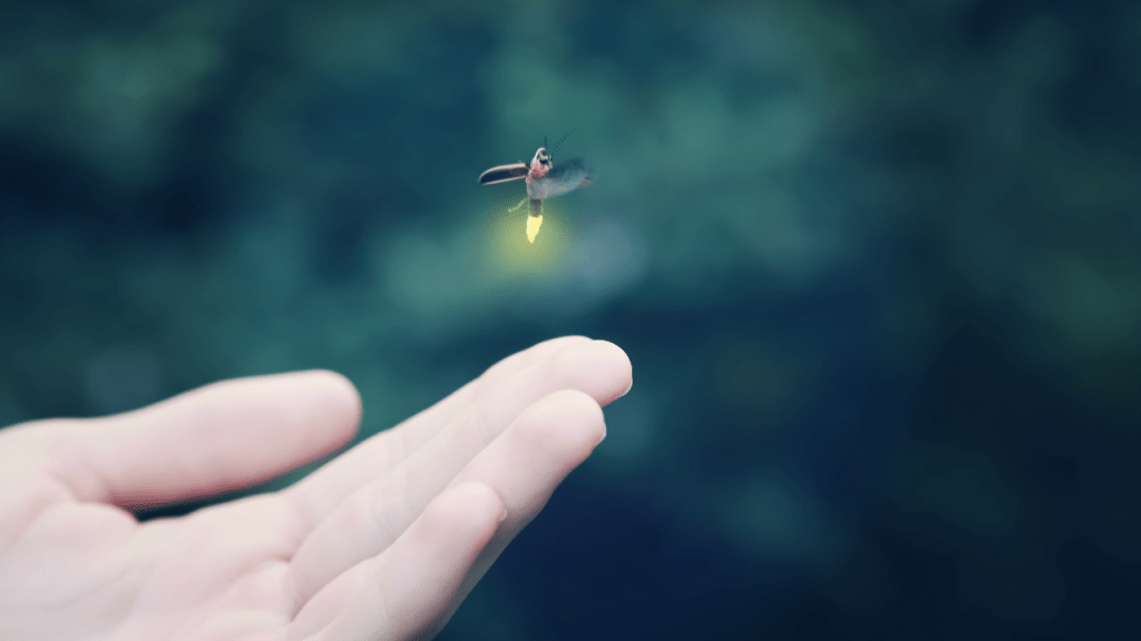 luciérnagas - luciérnagas