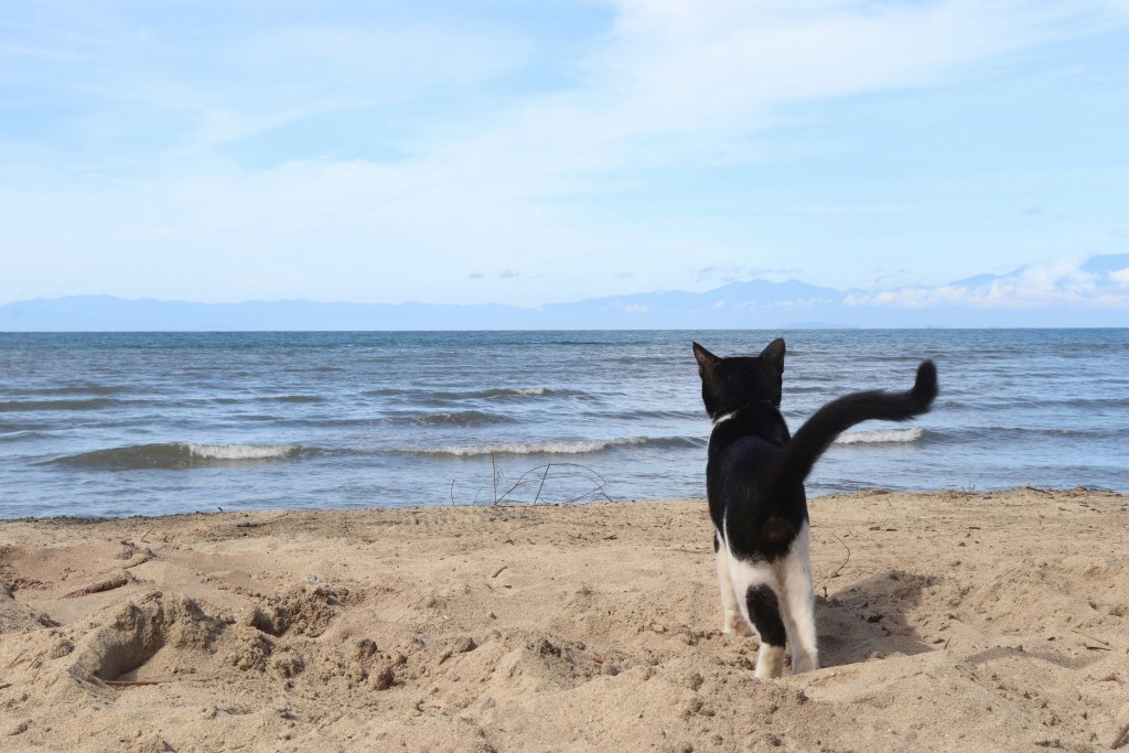 Los gatos pueden beber agua salada: una curiosa capacidad con límites muy claros 2 Gatos - Gatos