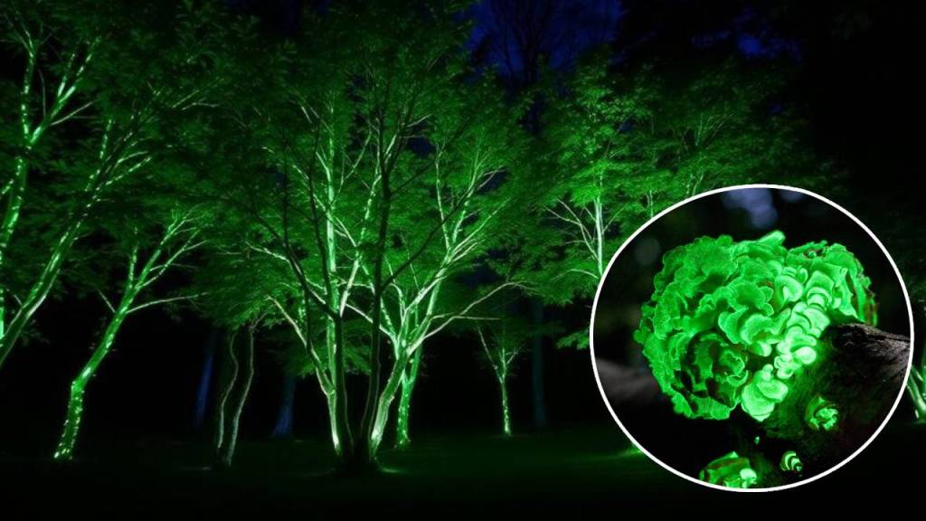Crean madera luminosa que brillan en la oscuridad