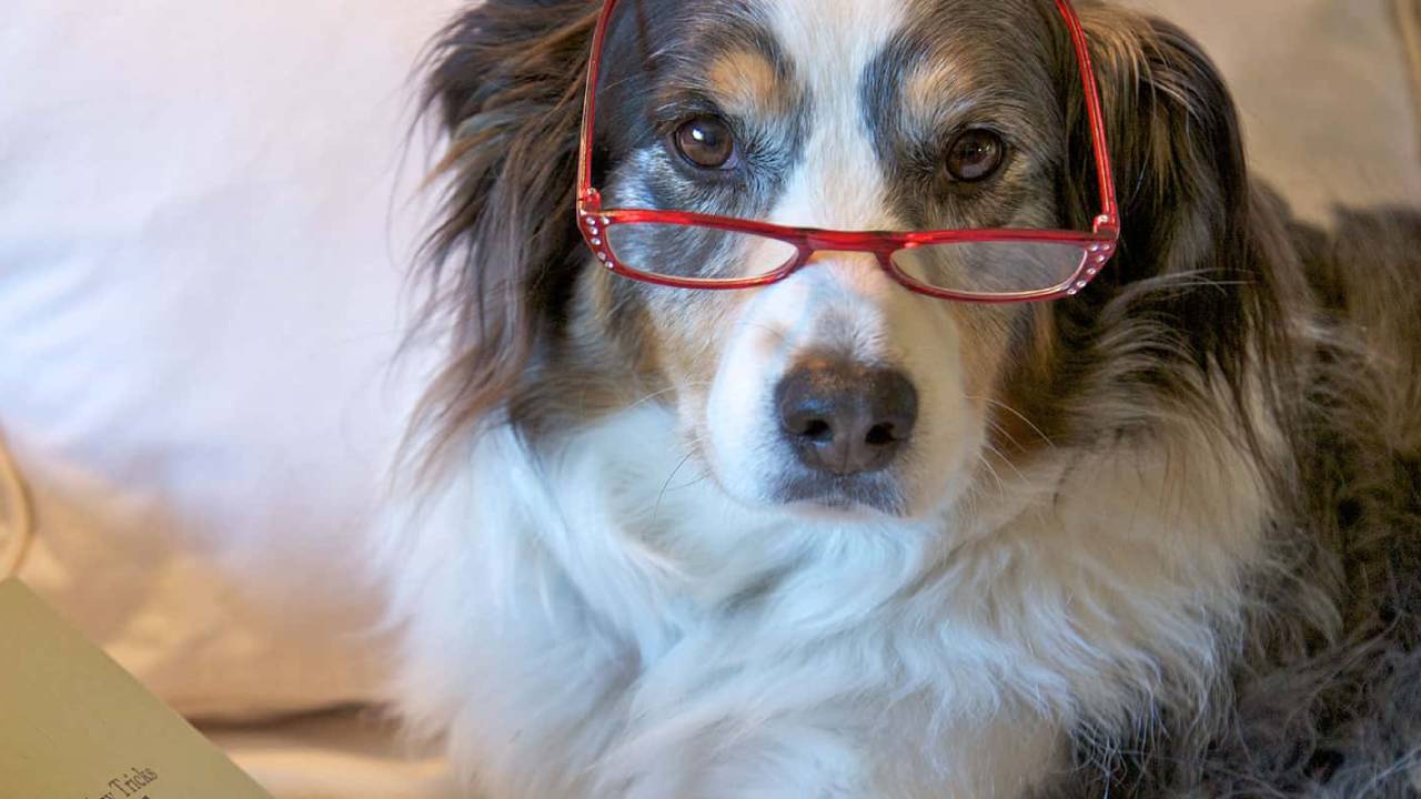 La vida saludable de los perros podría extenderse gracias a un nuevo fármaco respaldo por la FDA