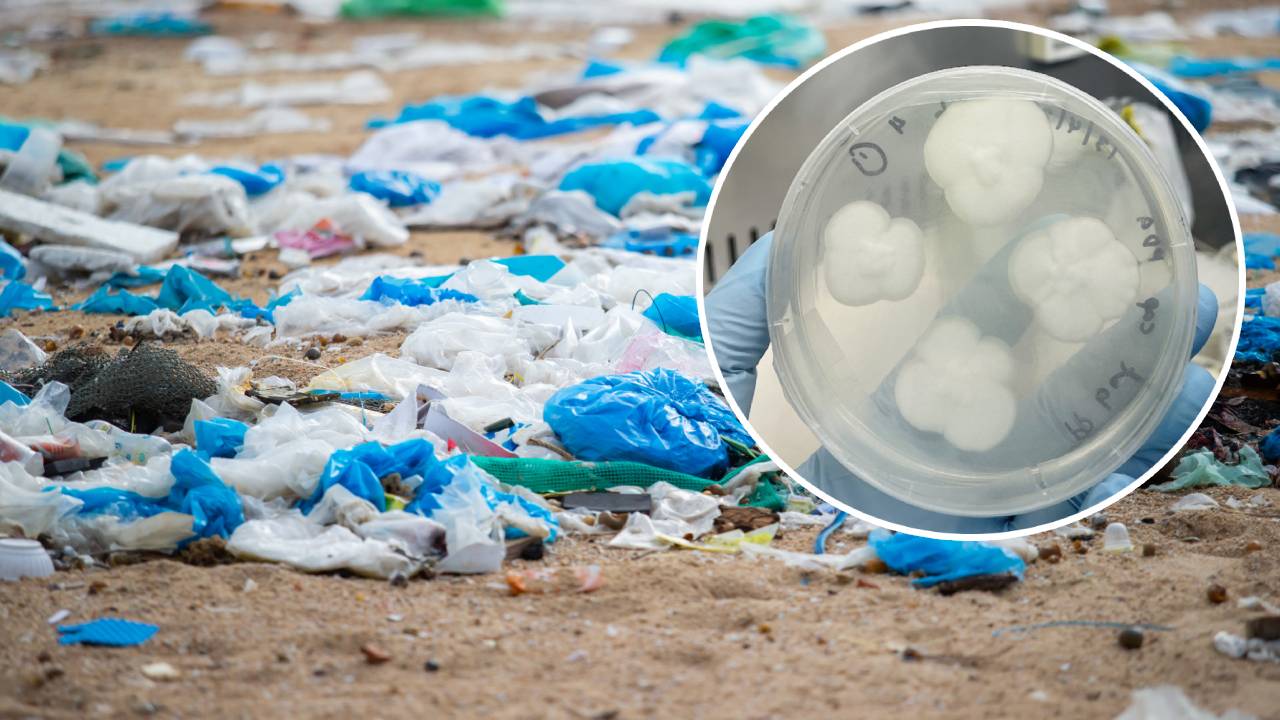 Científicos descubrieron hongos que comen plástico en solo 140 días