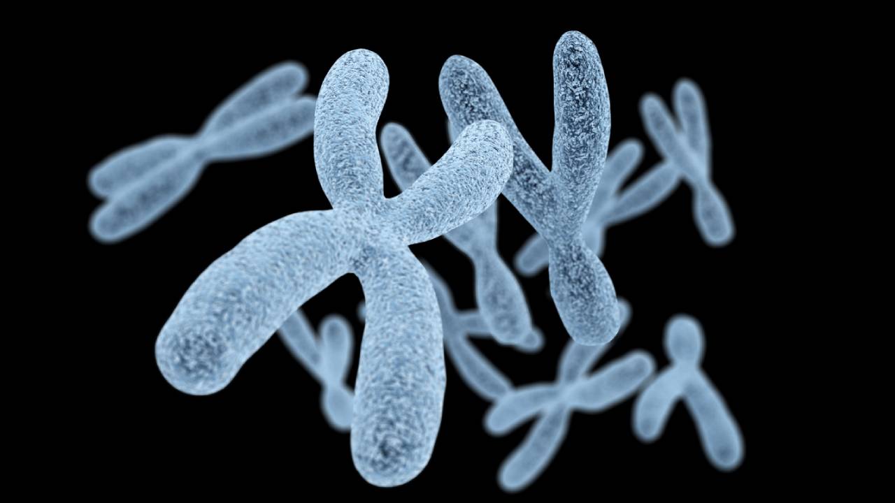 Un factor externo convierte a mamíferos macho en hembra por primera vez