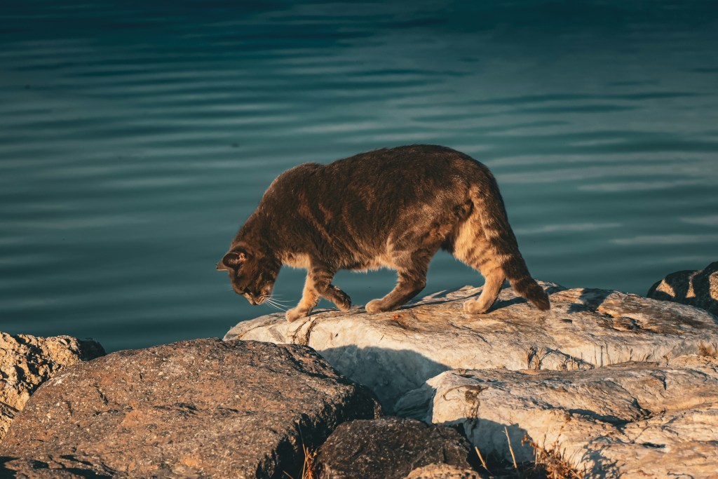 Los gatos pueden beber agua salada: una curiosa capacidad con límites muy claros 1 Gatos - Gatos
