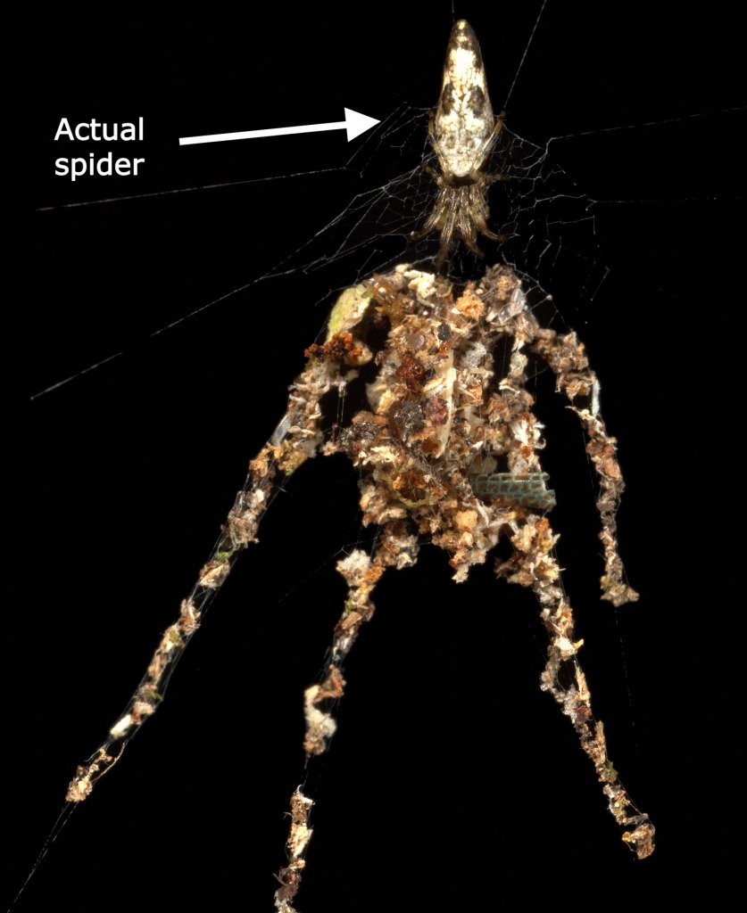 Descubren una araña en el Amazonas peruano que crea réplicas de sí misma como señuelos