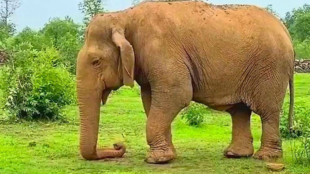 La elefanta más vieja del mundo ha fallecido