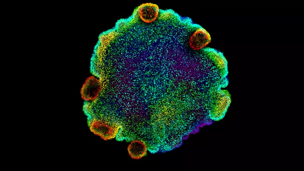 Se confirma que el cerebro humano genera nuevas neuronas hasta los 78 años