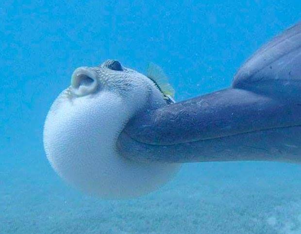 Delfines y el intrigante comportamiento de drogarse con peces globo