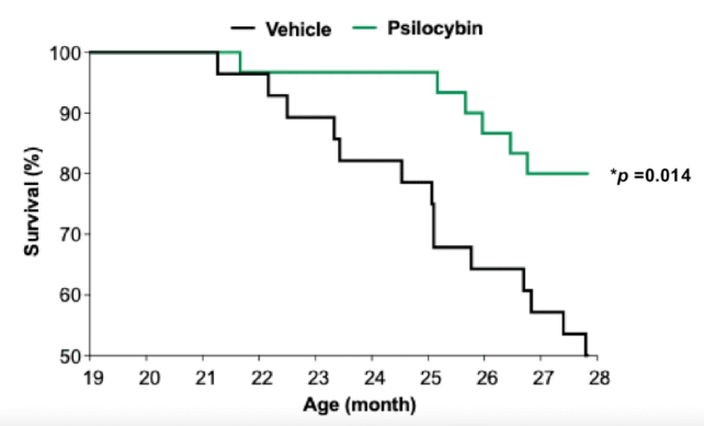 La psilocibina podría extender la vida humana en un 50%, según un estudio revolucionario