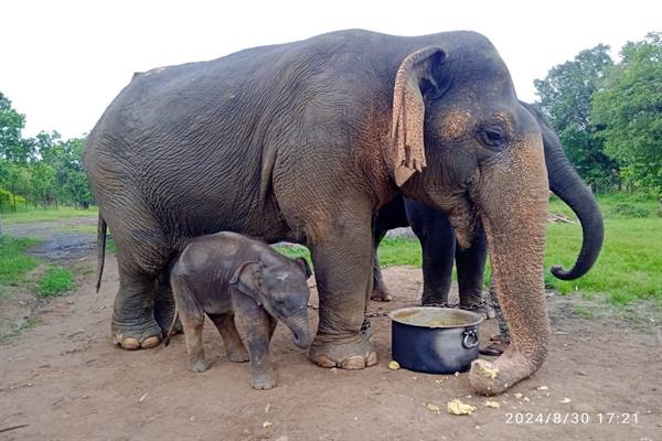 La elefanta más vieja del mundo ha fallecido