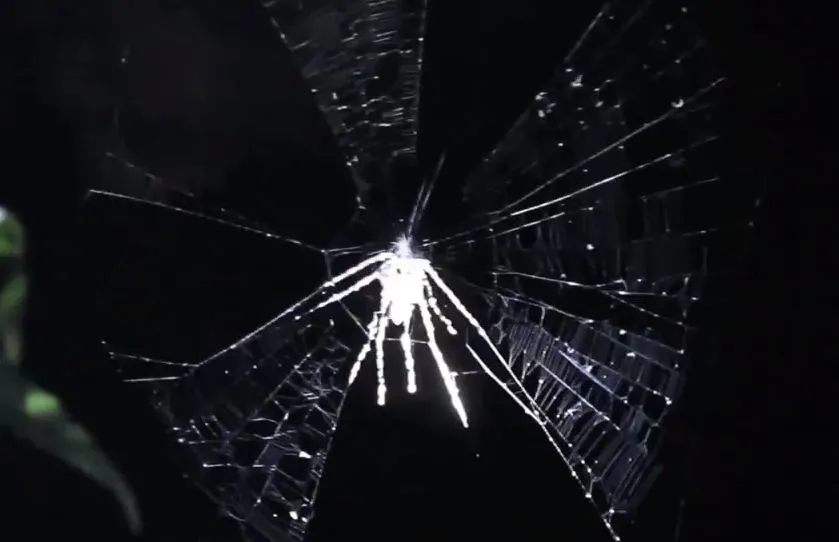 Descubren una araña en el Amazonas peruano que crea réplicas de sí misma como señuelos