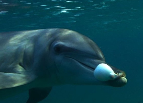 Delfines y el intrigante comportamiento de drogarse con peces globo