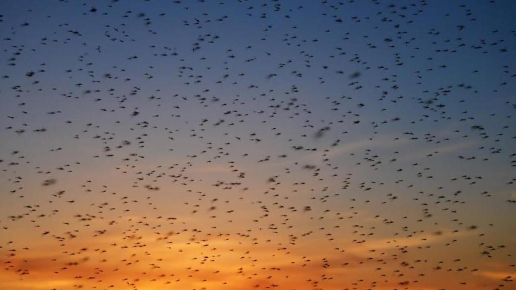 El animal más letal del planeta provoca más de un millón de fallecimientos al año