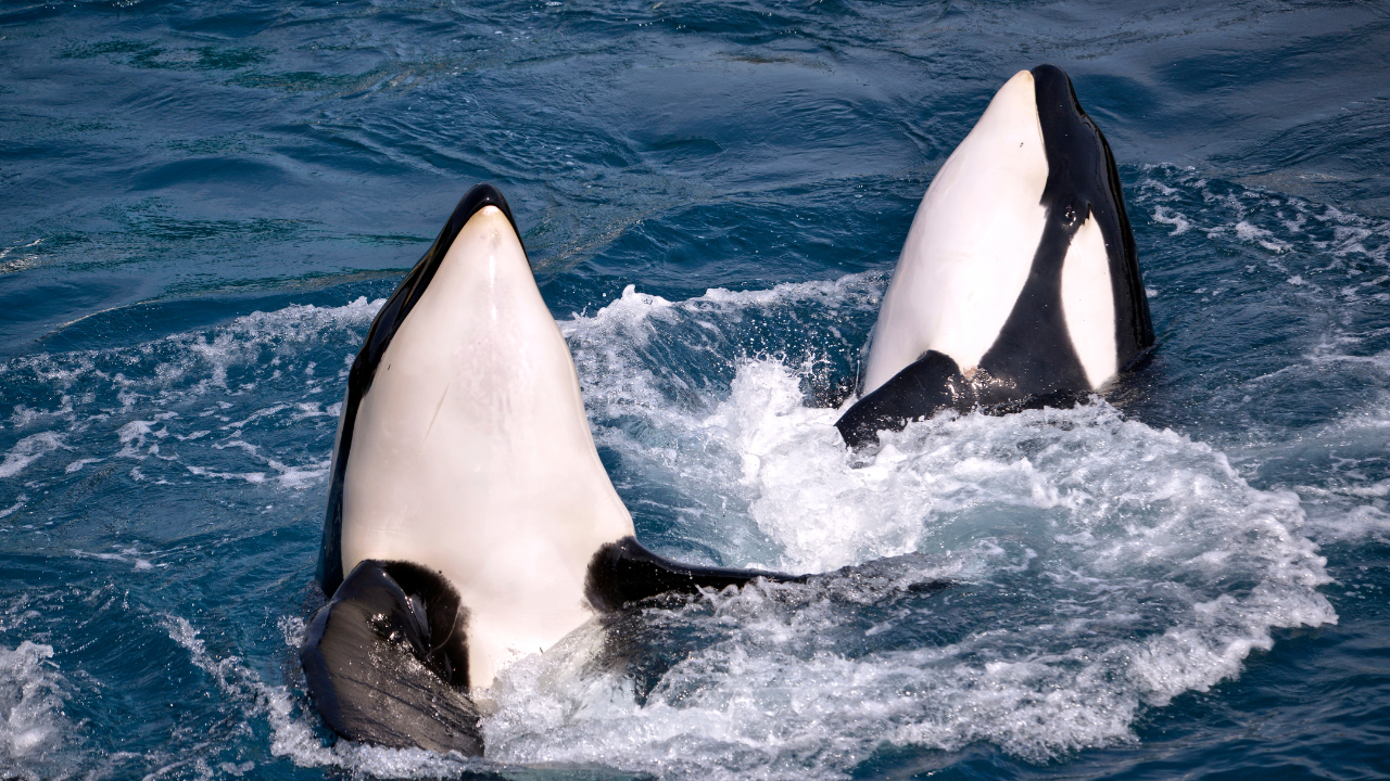 Orcas