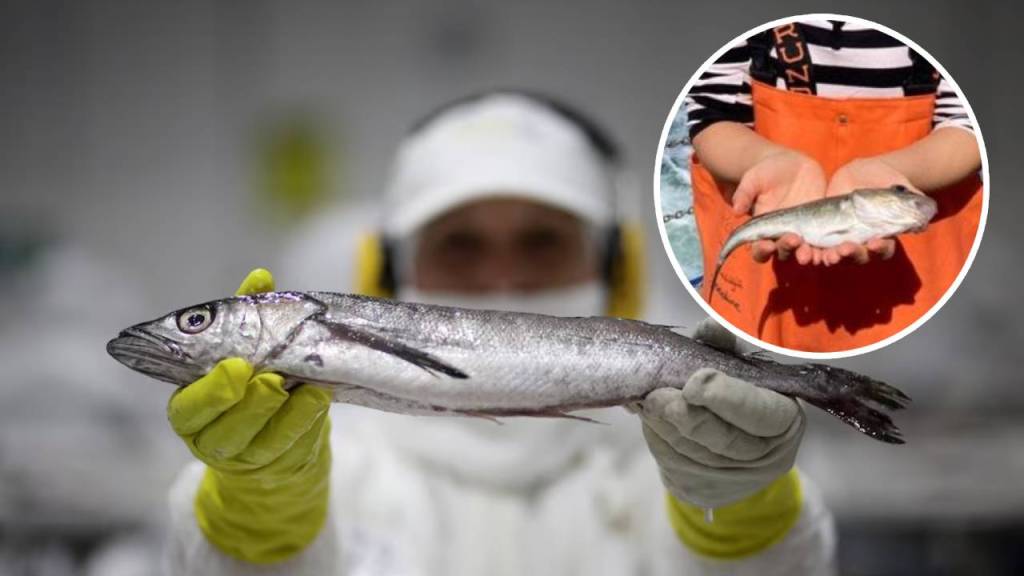 El bacalao ha cambiado totalmente su genética: fotos impactantes revelan el impacto de la sobrepesca