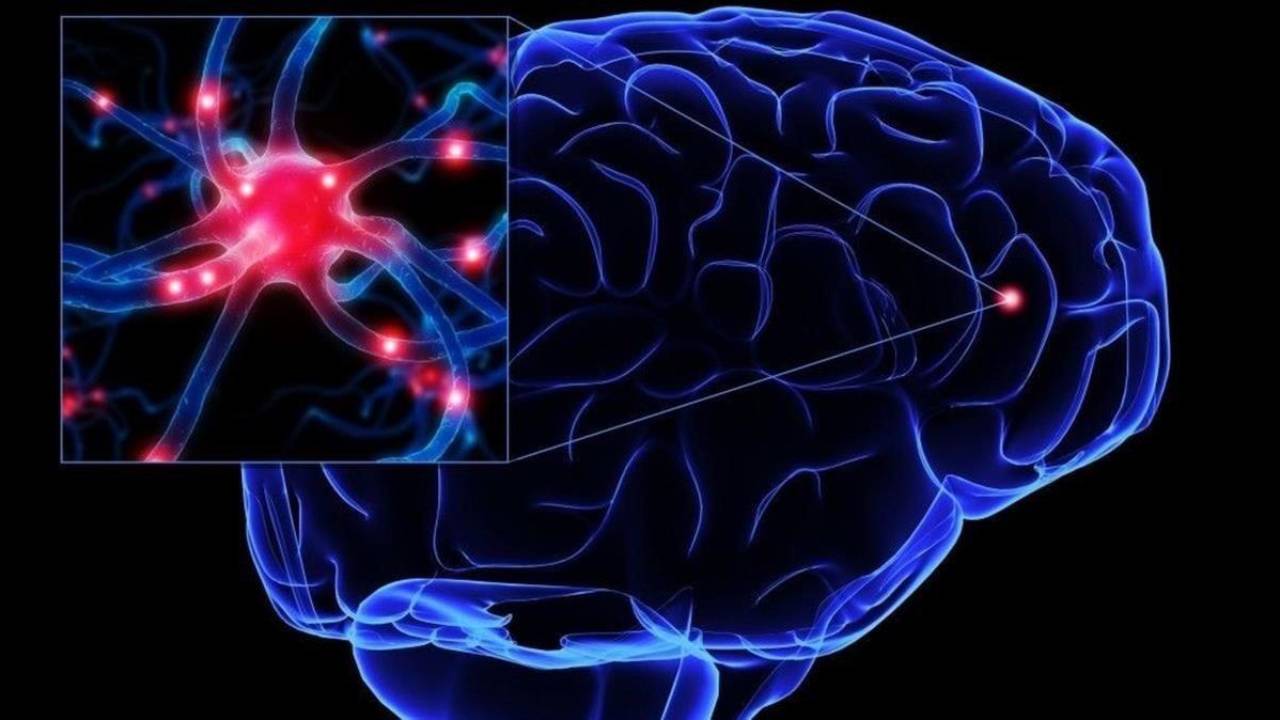 Se confirma que el cerebro humano genera nuevas neuronas hasta los 78 años