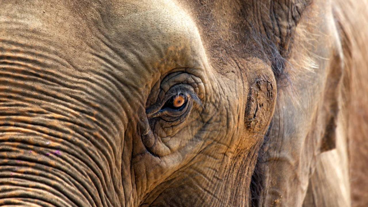 La elefanta más vieja del mundo ha fallecido