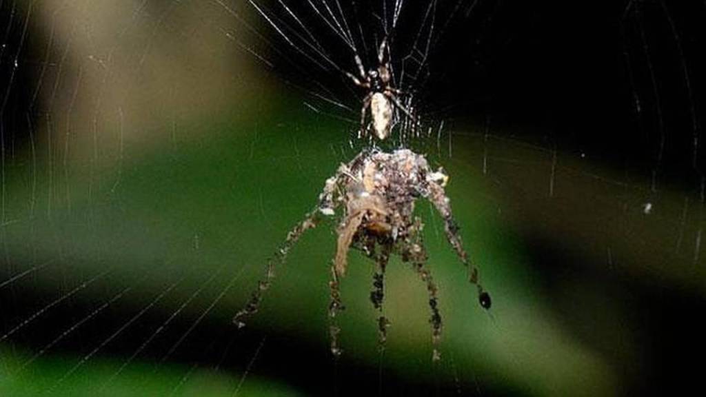 Descubren una araña en el Amazonas peruano que crea réplicas de sí misma como señuelos