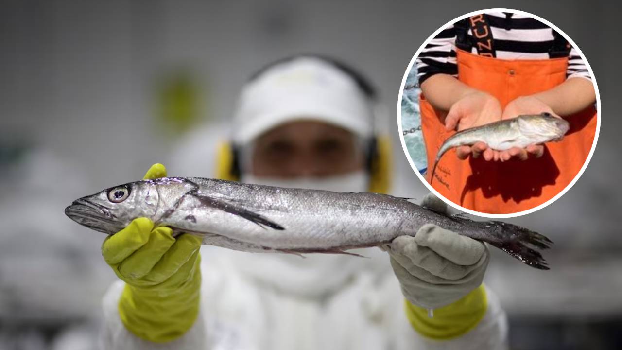 El bacalao ha cambiado totalmente su genética: fotos impactantes revelan el impacto de la sobrepesca