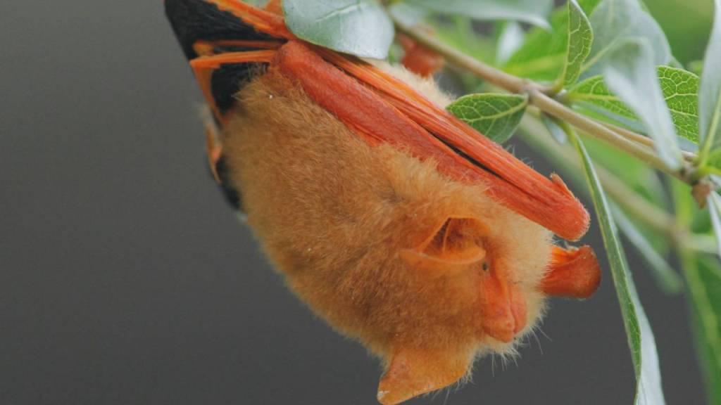 El hermoso murciélago naranja que se vende en Etsy y eBay enfrenta un futuro incierto