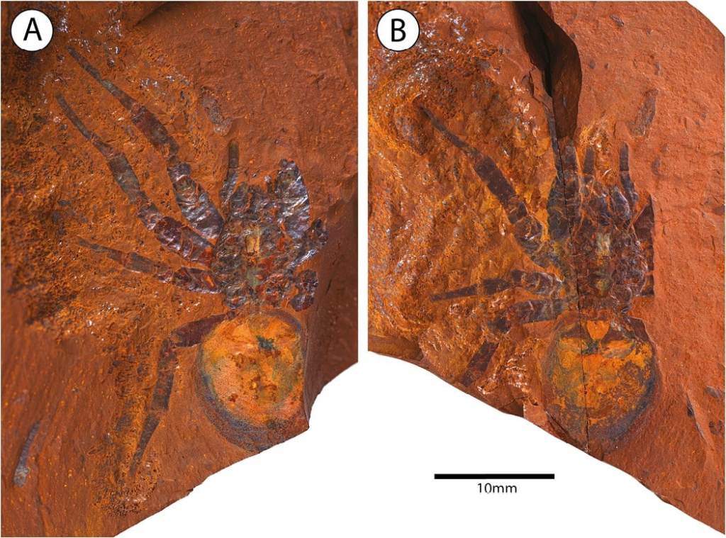 Descubren en Australia una araña prehistórica gigante que pudo acechar a los dinosaurios