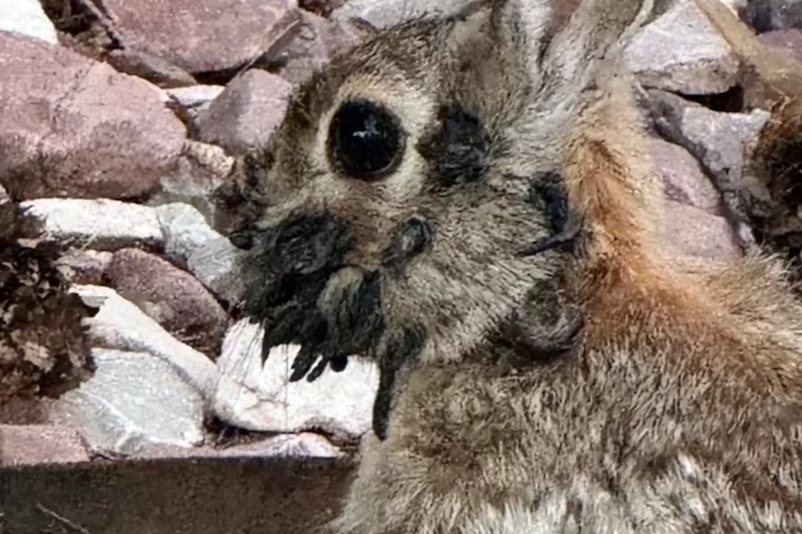 Conejos con extrañas protuberancias en sus cabezas causan alarma en Colorado