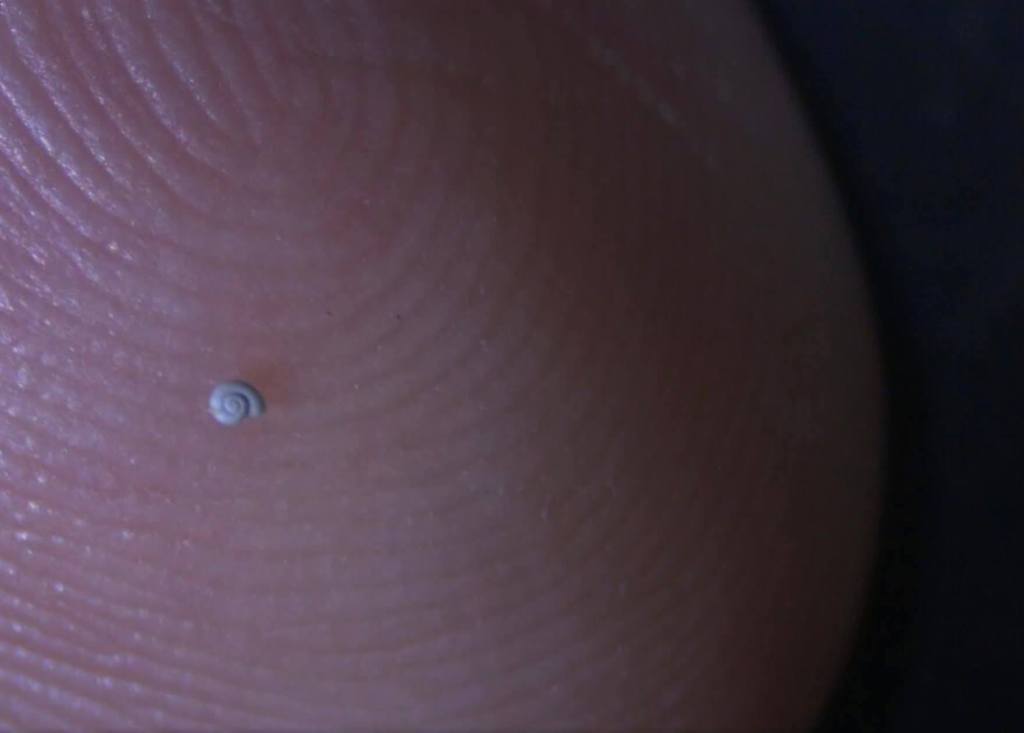 Descubren en Coahuila al caracol de agua dulce más pequeño del mundo
