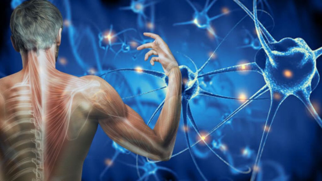 Encuentran un gen que podría provocar la regeneración de partes del cuerpo amputadas