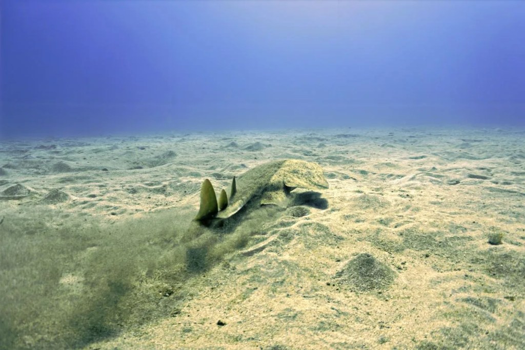 Captan imágenes de un extraño tiburón en peligro crítico