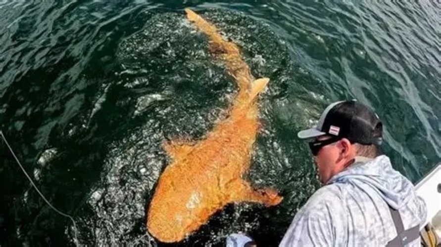 Han encontrado al primer tiburón nodriza naranja registrado en Costa Rica