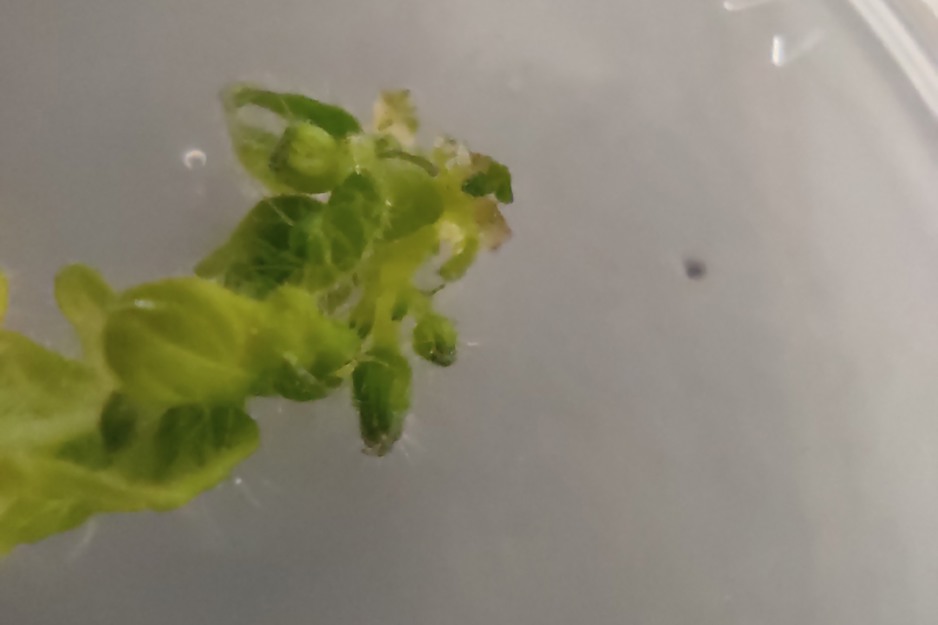 Frutas sin plantas: el ambicioso experimento de los Países Bajos para cultivar alimentos in vitro