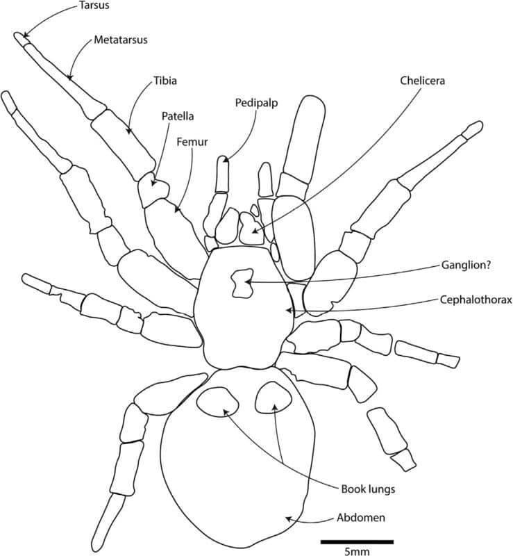 Descubren en Australia una araña prehistórica gigante que pudo acechar a los dinosaurios