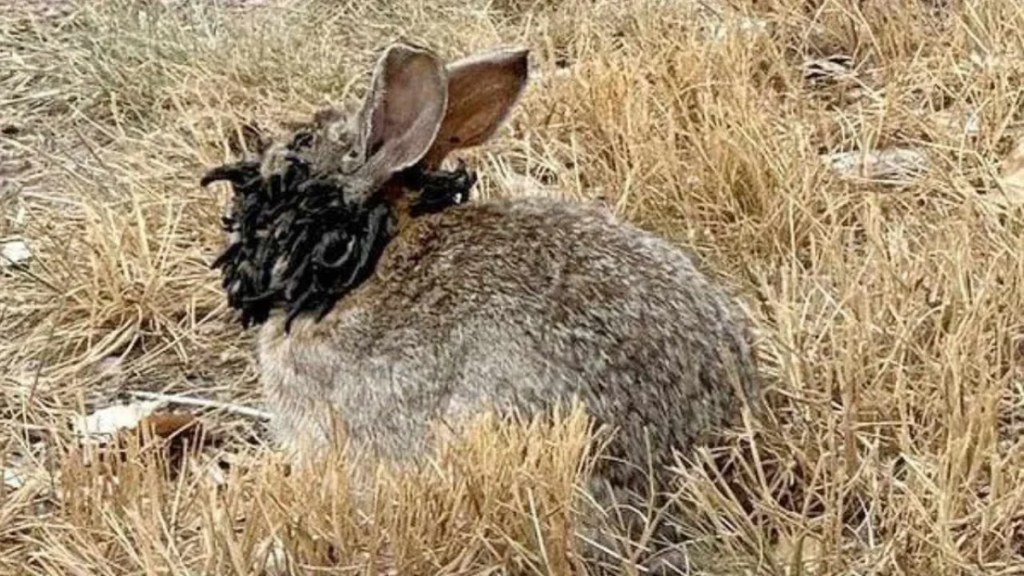 Conejos con extrañas protuberancias en sus cabezas causan alarma en Colorado