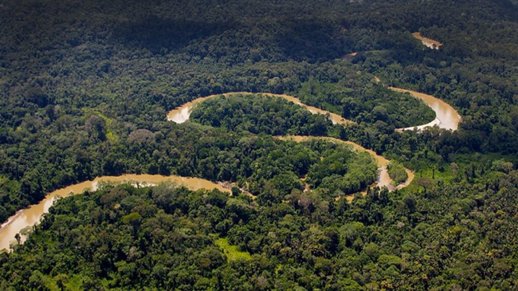 Como hemos desaprovechado el hongo del Amazonas con la capacidad de devorar plástico