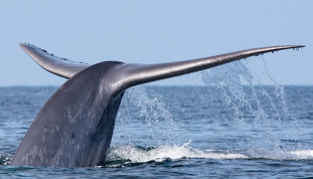 El inquietante silencio de las ballenas azules: una alarma en los océanos 3 El inquietante silencio de las ballenas azules: una alarma en los océanos