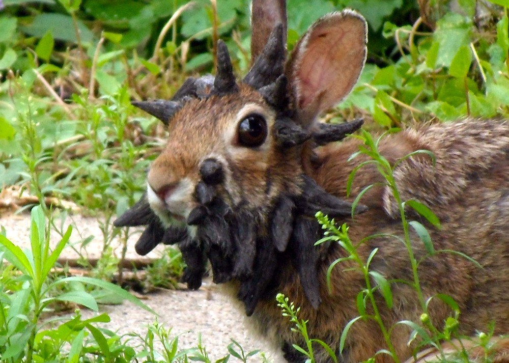 Conejos con extrañas protuberancias en sus cabezas causan alarma en Colorado