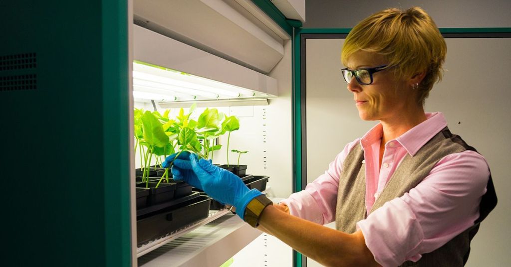 Un virus vegetal que entrena tu sistema inmunológico para combatir el cáncer 2 Virus - Virus