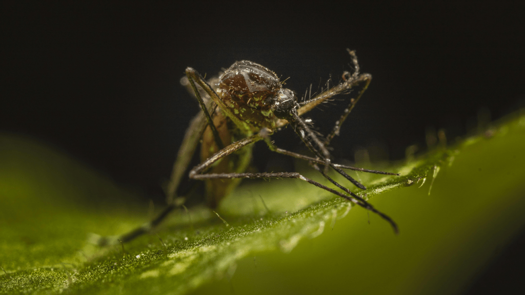 Ivermectina - Ivermectina