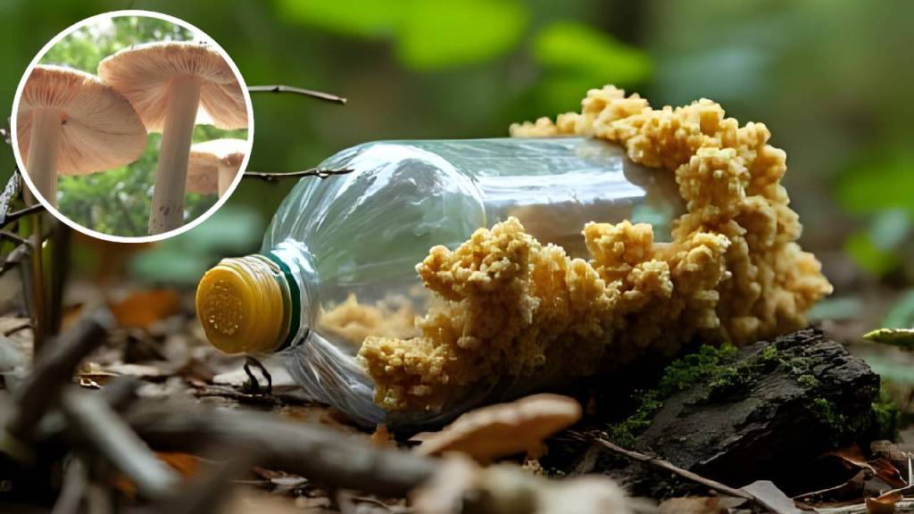 Como hemos desaprovechado el hongo del Amazonas con la capacidad de devorar plástico