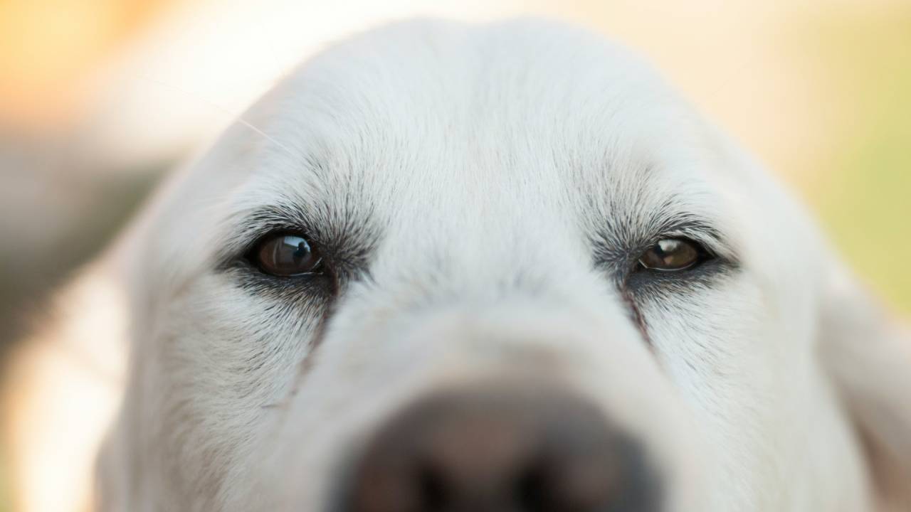 El cerebro de tu perro se ilumina más cuando huele a su dueño